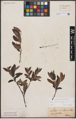 Foto von Salix aurita L. x Salix lapponum L.